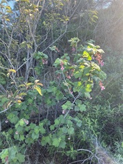 Ribes malvaceum viridifolium