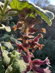 Ribes malvaceum viridifolium