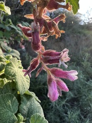 Ribes malvaceum viridifolium