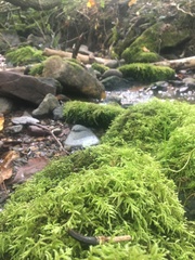 Callicladium imponens