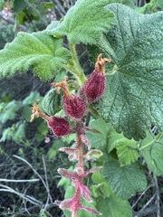 Ribes malvaceum viridifolium