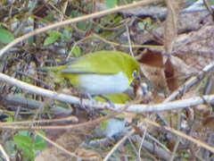 Zosterops palpebrosus