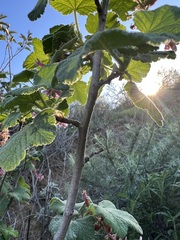 Ribes malvaceum viridifolium
