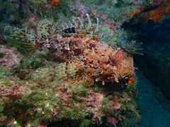 Scorpaena scrofa