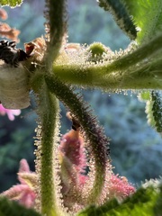 Ribes malvaceum viridifolium