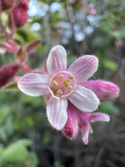 Ribes malvaceum viridifolium
