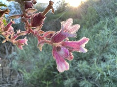 Ribes malvaceum viridifolium