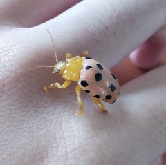 Podontia quatuordecimpunctata