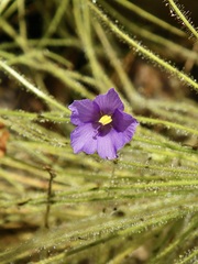 Byblis liniflora