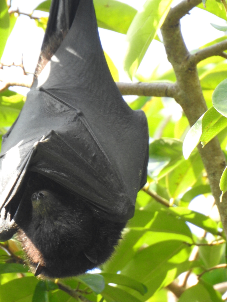 Christmas Island Flying Fox in August 2022 by Liz · iNaturalist