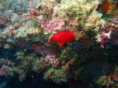 Halocynthia papillosa