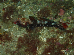 Gobius cruentatus