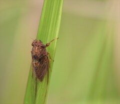Birrima varians