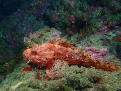Scorpaena scrofa