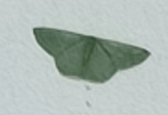 Pelagodes antiquadraria