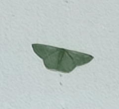 Pelagodes antiquadraria