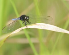 Crocothemis nigrifrons