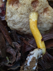 Tylopilus balloui