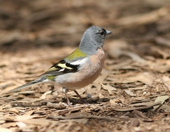 Fringilla coelebs africana