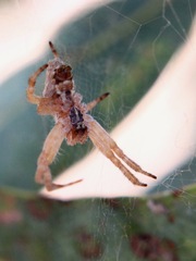 Cyrtophora exanthematica