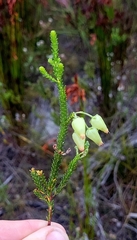 Erica urna-viridis
