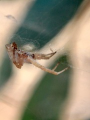 Cyrtophora exanthematica