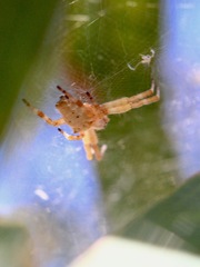 Cyrtophora exanthematica