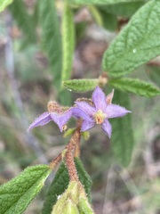 Seringia hookeriana