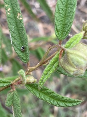 Seringia hookeriana