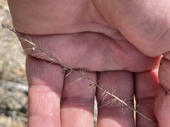 Setaria paspalidioides