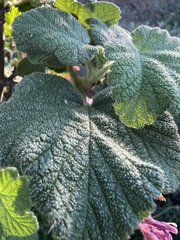 Ribes malvaceum viridifolium