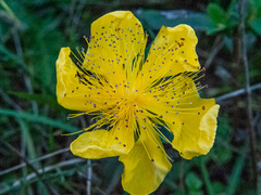 Hypericum calycinum