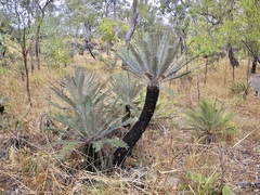 Cycas calcicola