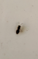 Tapinoma melanocephalum