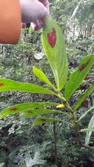 Columnea consanguinea