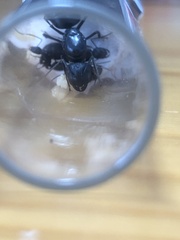 Camponotus japonicus