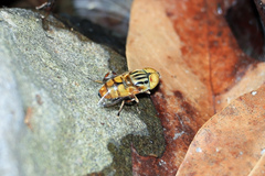 Eristalinus punctulatus