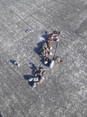 Nyctereutes viverrinus