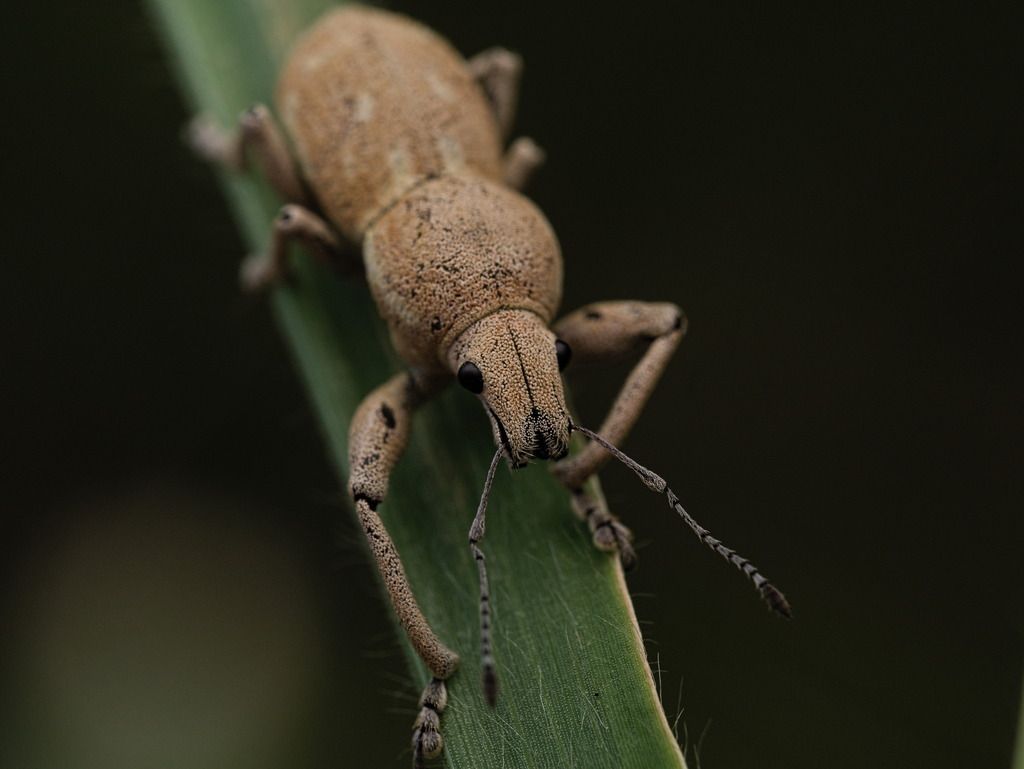 Phacepholis globicollis
