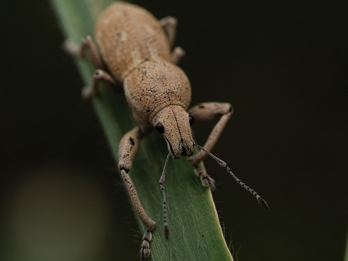Phacepholis globicollis