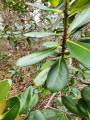 Myrsine lessertiana