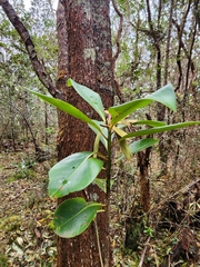 Myrsine lessertiana