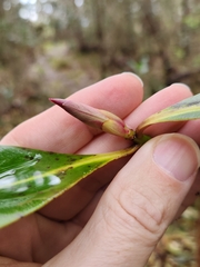 Myrsine lessertiana