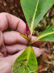 Myrsine lessertiana