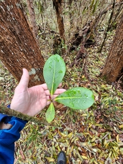 Myrsine lessertiana