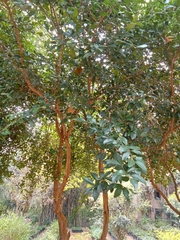 Atalantia monophylla