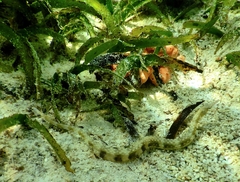 Syngnathidae
