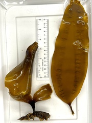 Hedophyllum nigripes