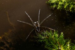 Dolomedes facetus