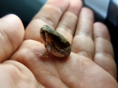 Breviceps mossambicus